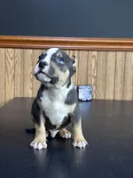 Vaselys, a male American Bully for sale in Clarksville, TN – 3 of 10