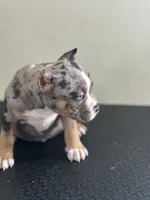 Lazarusia, a female American Bully for sale in Covington, IN – 9 of 10