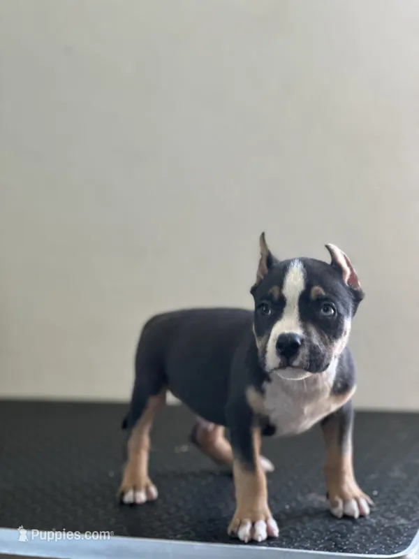 Valys – American Bully puppy for sale in Covington, IN