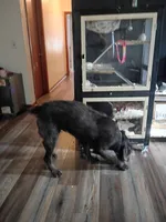 Krumm, a male Cane Corso and Poodle - Standard  for sale in Covington, IN – 2 of 5
