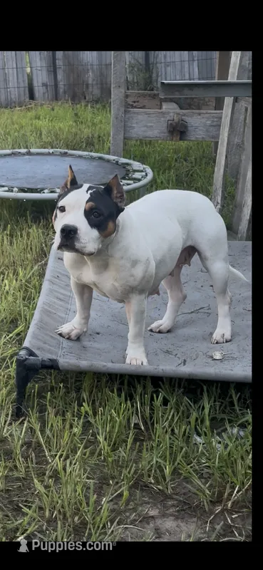 Dracarys – American Bully puppy for sale in Covington, IN