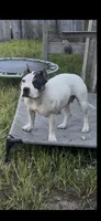 Dracarys, a female American Bully for sale in Covington, IN – 1 of 4