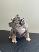 Lazarusia, a female American Bully for sale in Covington, IN – 5 of 10