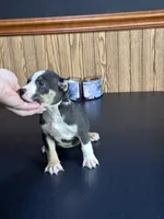 Racoon, a female American Bully for sale in Clarksville, TN – 2 of 9