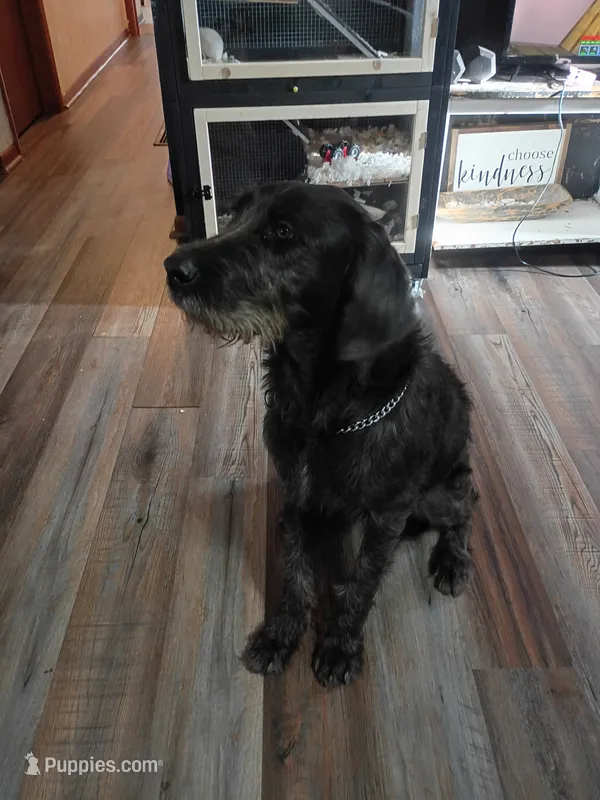 Krumm – Cane Corso, Poodle - Standard  puppy for sale in Covington, IN