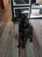 Krumm, a male Cane Corso and Poodle - Standard  for sale in Covington, IN – 1 of 5