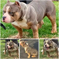 Lazarusia, a female American Bully for sale in Covington, IN – 10 of 10