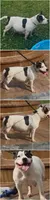 Dracarys, a female American Bully for sale in Covington, IN – 3 of 3