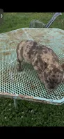 Vika, a female French Bulldog for sale in Clarksville, TN – 4 of 10