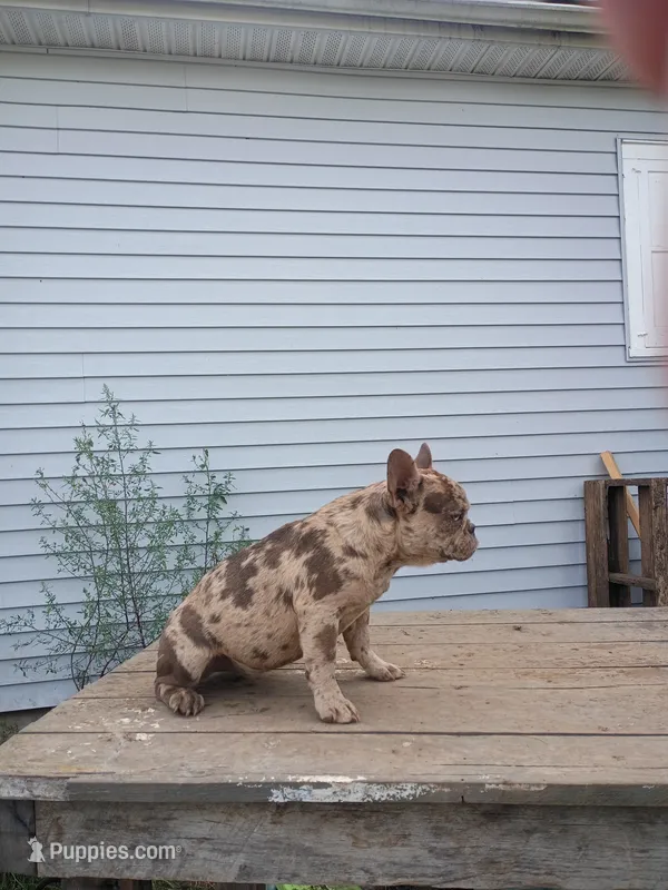 Vika – French Bulldog puppy for sale in Covington, IN