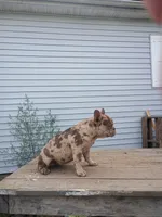 Vika, a female French Bulldog for sale in Covington, IN – 1 of 10