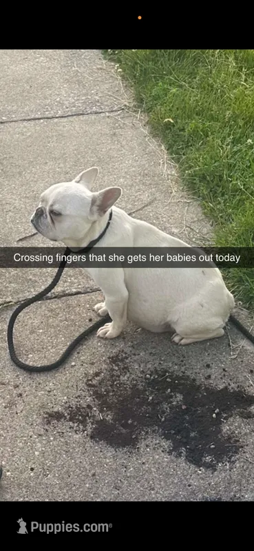 Jazz – French Bulldog puppy for sale in Clarksville, TN