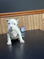 Karma, a female American Bully for sale in Clarksville, TN – 5 of 10