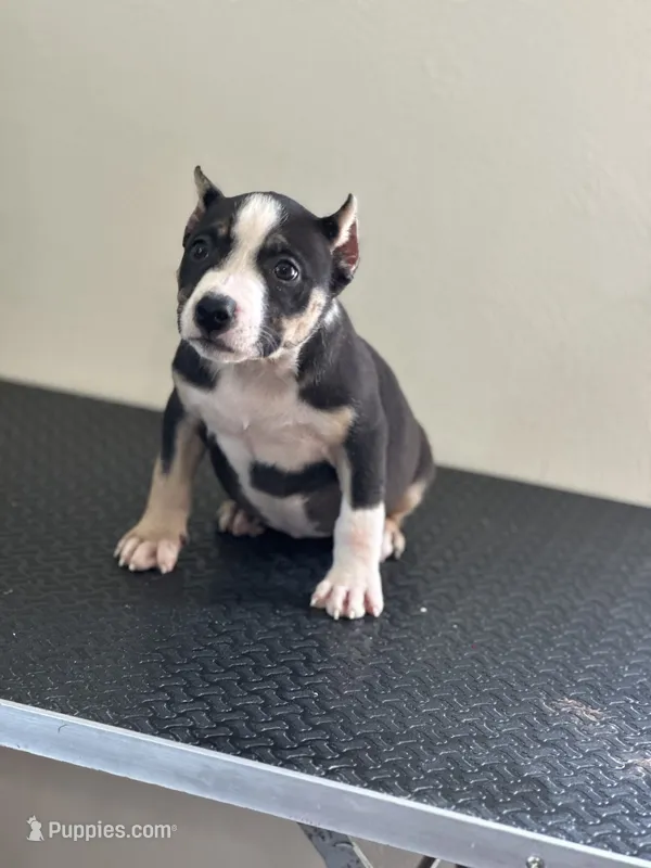 Racoon – American Bully puppy for sale in Covington, IN