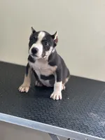 Racoon, a female American Bully for sale in Covington, IN – 1 of 8
