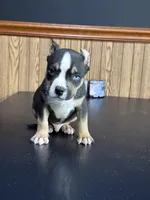 Vaselys, a male American Bully for sale in Clarksville, TN – 2 of 10