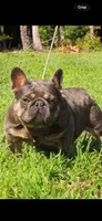 Vika, a female French Bulldog for sale in Clarksville, TN – 5 of 10