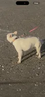 Jazz, a female French Bulldog for sale in Clarksville, TN – 3 of 3