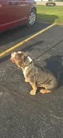 Karma, a female American Bully for sale in Clarksville, TN – 9 of 10
