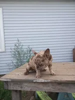 Vika, a female French Bulldog for sale in Covington, IN – 10 of 10
