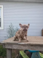 Vika, a female French Bulldog for sale in Covington, IN – 9 of 10