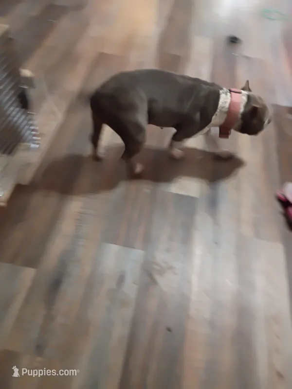 Louie v – American Bully puppy for sale in Covington, IN