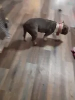 Louie v, a female American Bully for sale in Covington, IN – 1 of 5