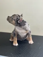 Lazarusia, a female American Bully for sale in Covington, IN – 3 of 10