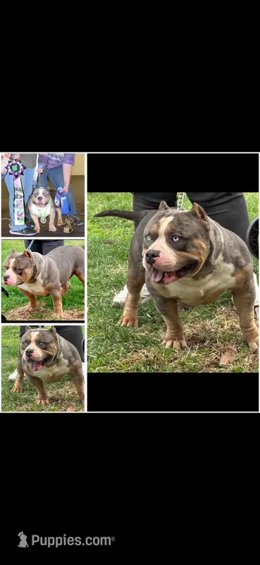Vaselys – American Bully puppy for sale in Clarksville, TN