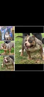 Vaselys, a male American Bully for sale in Clarksville, TN – 1 of 10