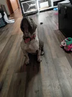 Louie v, a female American Bully for sale in Covington, IN – 2 of 5