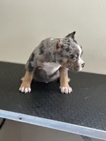 Lazarusia, a female American Bully for sale in Covington, IN – 7 of 10