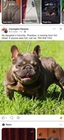 Vika, a female French Bulldog for sale in Clarksville, TN – 2 of 10