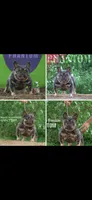 Vika, a female French Bulldog for sale in Clarksville, TN – 8 of 10