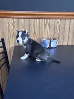Racoon, a female American Bully for sale in Clarksville, TN – 4 of 9