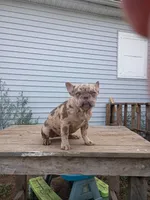 Vika, a female French Bulldog for sale in Covington, IN – 2 of 10
