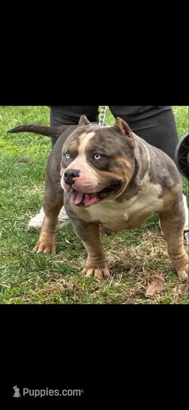 Karma – American Bully puppy for sale in Clarksville, TN
