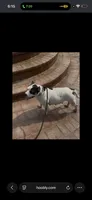 Dracarys, a female American Bully for sale in Clarksville, TN – 2 of 2