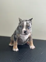 Lazarusia, a female American Bully for sale in Covington, IN – 6 of 10