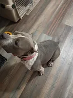 Louie v, a female American Bully for sale in Covington, IN – 4 of 5