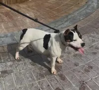 Dracarys, a female American Bully for sale in Clarksville, TN – 1 of 2