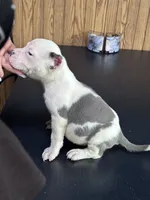 Rhaegar, a male American Bully for sale in Clarksville, TN – 2 of 8
