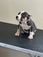 Racoon, a female American Bully for sale in Covington, IN – 2 of 8