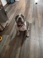 Louie v, a female American Bully for sale in Covington, IN – 3 of 5