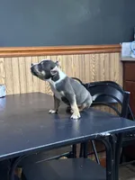 Vaselys, a male American Bully for sale in Clarksville, TN – 4 of 10