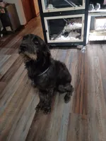 Krumm, a male Cane Corso and Poodle - Standard  for sale in Covington, IN – 5 of 5