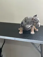 Lazarusia, a female American Bully for sale in Covington, IN – 2 of 10