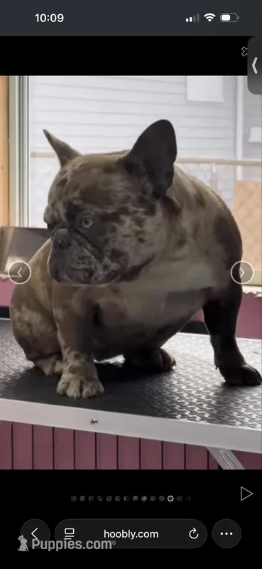 Vika – French Bulldog puppy for sale in Clarksville, TN