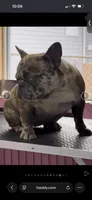 Vika, a female French Bulldog for sale in Clarksville, TN – 1 of 10