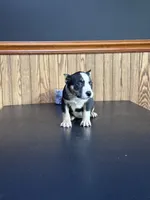 Racoon, a female American Bully for sale in Clarksville, TN – 5 of 9